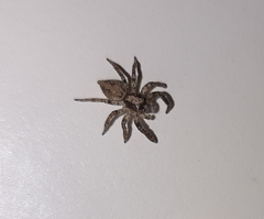 Coryphasia albibarbis