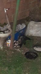 Didelphis albiventris