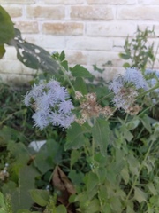 Ageratum conyzoides