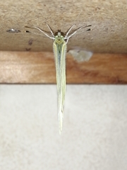 Pieris rapae rapae
