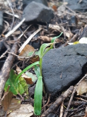 Pterostylis irwinii