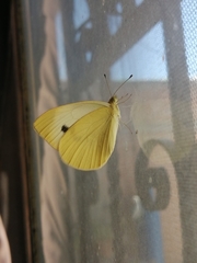 Pieris rapae rapae
