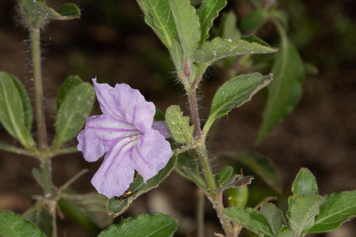 Ruellia prostrata image