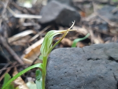 Pterostylis irwinii