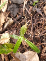 Pterostylis irwinii
