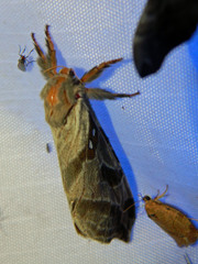 Sthenopis argenteomaculatus