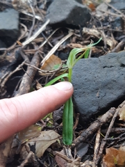 Pterostylis irwinii