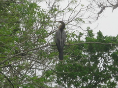 Anhinga anhinga