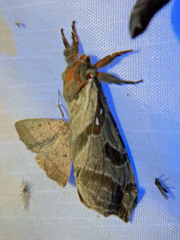 Sthenopis argenteomaculatus