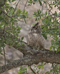 Bubo virginianus pacificus
