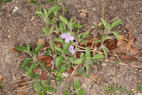 Ruellia prostrata image