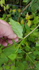 Plumbago pulchella