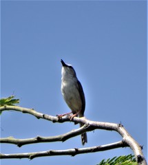 Prinia subflava pondoensis