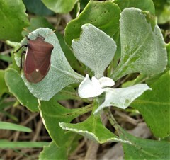 Basicryptus costalis