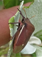 Basicryptus costalis
