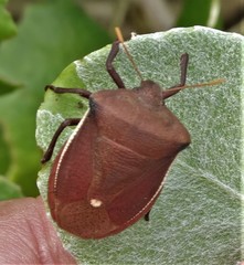 Basicryptus costalis