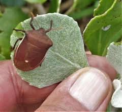 Basicryptus costalis