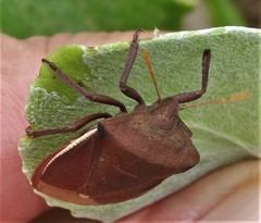 Basicryptus costalis