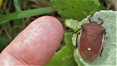 Basicryptus costalis