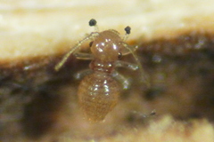 Atropetae