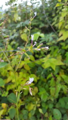 Plumbago pulchella