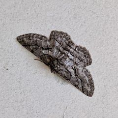 Megabiston plumosaria