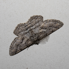 Megabiston plumosaria