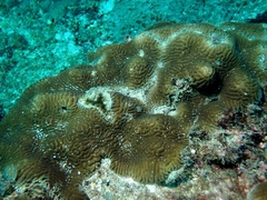Leptoria phrygia