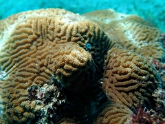 Leptoria phrygia
