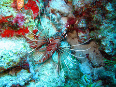 Pterois antennata