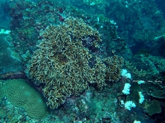 Millepora tenera