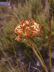 Dilatris viscosa