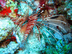 Pterois antennata