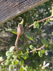 Gnorimoschema baccharisella