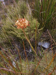 Dilatris viscosa
