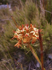 Dilatris viscosa