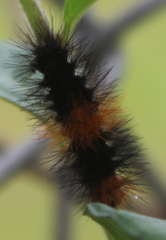 Arctiinae