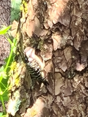 Yungipicus maculatus