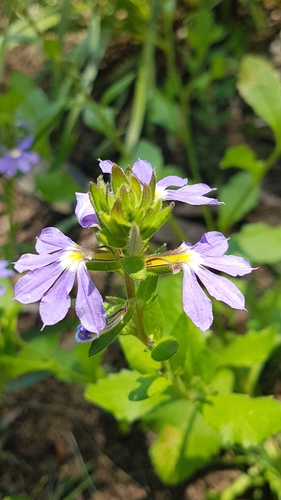 Scaevola aemula
