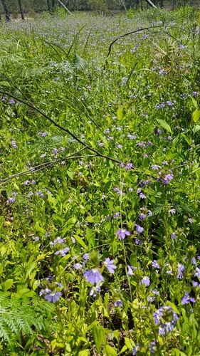 Scaevola aemula