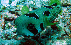 Diodon liturosus