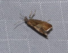 Dichrorampha acuminatana