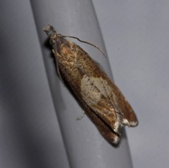 Dichrorampha acuminatana