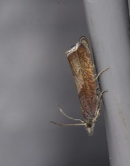 Dichrorampha acuminatana