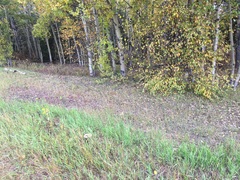 Amanita muscaria flavivolvata
