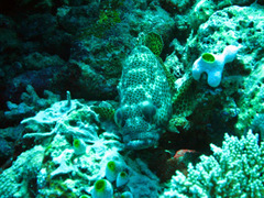 Epinephelus