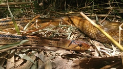 Coelognathus radiatus