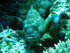 Epinephelus
