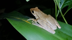 Polypedates leucomystax