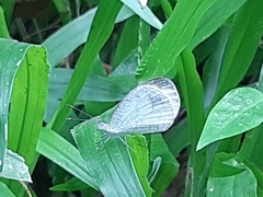 Leptosia nina